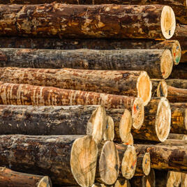 Forestry